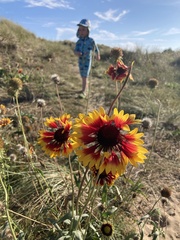 Gaillardia × grandiflora