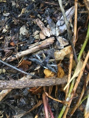 Melipotis perpendicularis