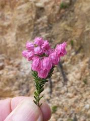 Erica tegulifolia