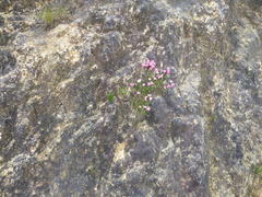 Erica tegulifolia