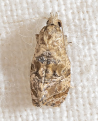 Cochylis bucera