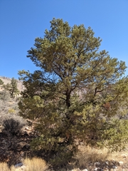 Pinus monophylla