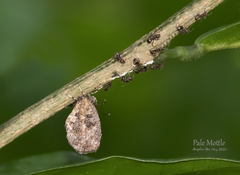 Logania marmorata damis