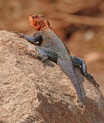 Agama dodomae dodomae