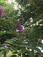 Lonchocarpus longistylus