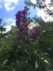 Lonchocarpus longistylus