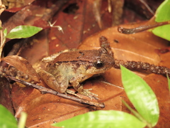 Limnonectes palavanensis