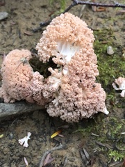 Ramaria botrytis