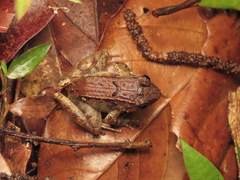 Limnonectes palavanensis