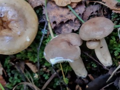 Lactarius pyrogalus