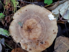 Lactarius pyrogalus