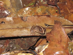 Limnonectes palavanensis
