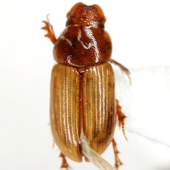 Xeropsamobeus scabriceps