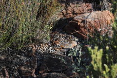 Pronolagus saundersiae