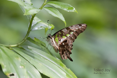 Graphium agamemnon agamemnon