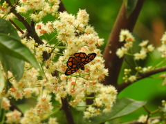 Odina hieroglyphica ortina