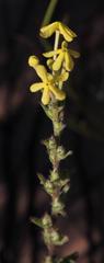 Lyperia tristis