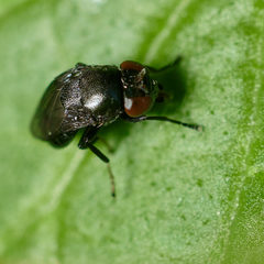 Discomyza