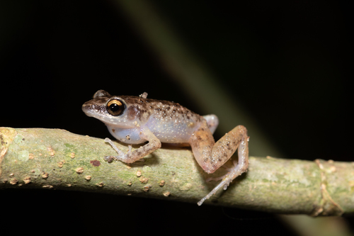 Lowland Chirping Frog