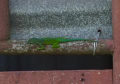 Anolis marmoratus