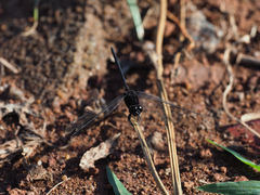 Erythemis plebeja