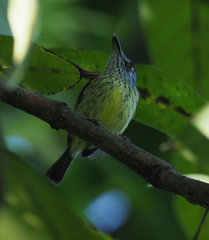 Todirostrum maculatum maculatum