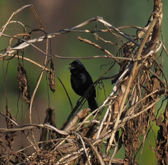 Volatinia jacarina splendens