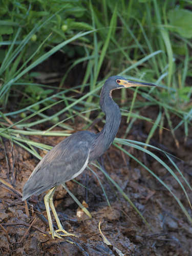 Southern Tricolored Heron (Subspecies Egretta tricolor tricolor ...