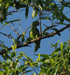 Graydidascalus brachyurus