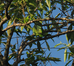 Graydidascalus brachyurus