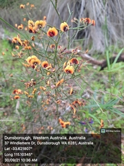Daviesia divaricata