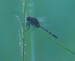 Erythemis plebeja