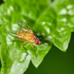 Achanthiptera rohrelliformis