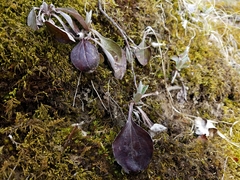 Antennaria parlinii
