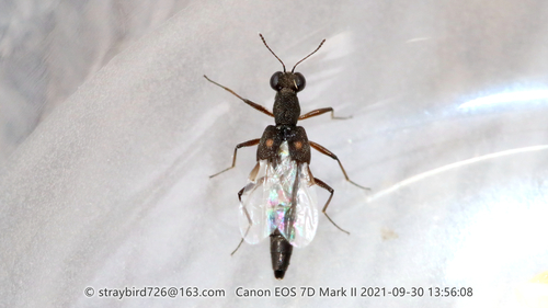 Stenus alienus observed 2021-09-30