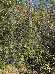 Malus