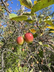 Malus