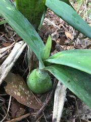 Prosthechea michuacana