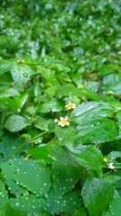 Galinsoga quadriradiata