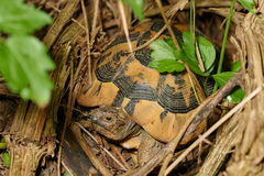 Testudo graeca ibera