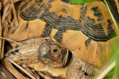 Testudo graeca ibera