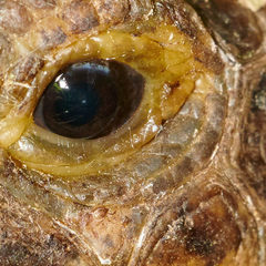 Testudo graeca ibera