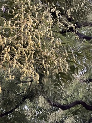 Styphnolobium