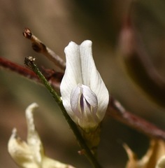 Astragalus remotus