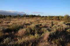 Senecio subcanescens