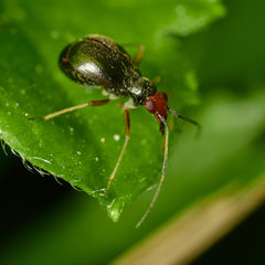 Orthonotus rufifrons