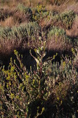 Senecio subcanescens