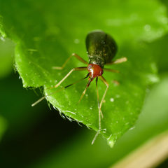 Orthonotus rufifrons