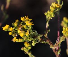 Senecio subcanescens