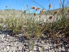 Carex douglasii